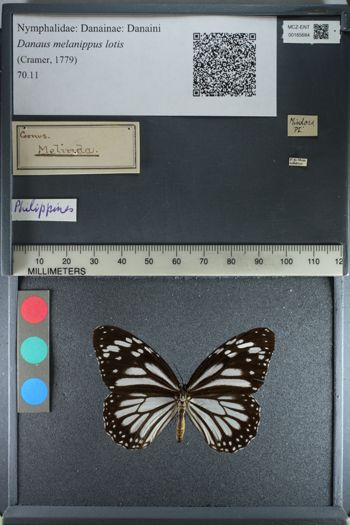 Media type: image;   Entomology 165684
